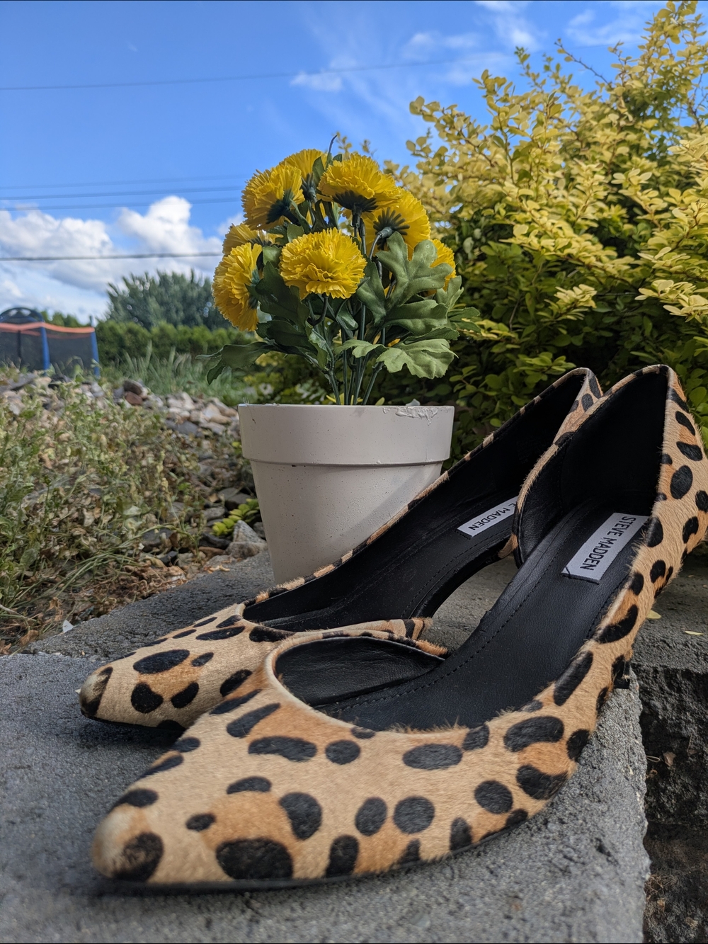 Steve Madden Leopard Print Pointed Toe Pumps - Tan/Black